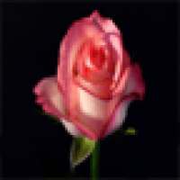 Beautiful Roses Wallpapers on 9Apps