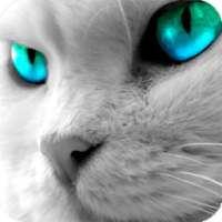 Eyes Cat Live Wallpaper on 9Apps