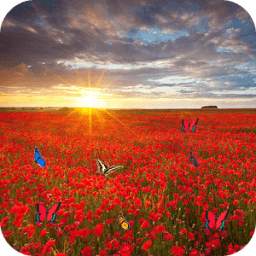 Sea Of Flowers 1.5
