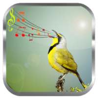 Birds Sounds Ringtones on 9Apps