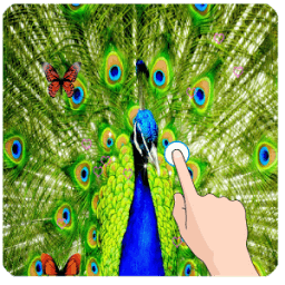Peacocks Live Wallpaper Free иконка