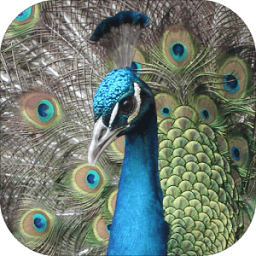 मयूर ध्वनि आइकन