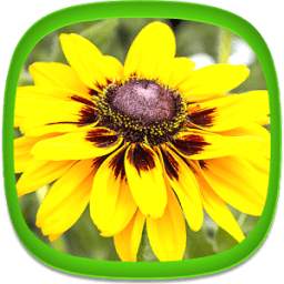 Flower Wallpapers 1.0.0