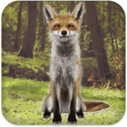 Talking Fox आइकन