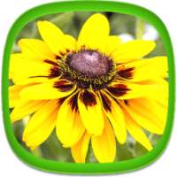 Flower Wallpapers on 9Apps