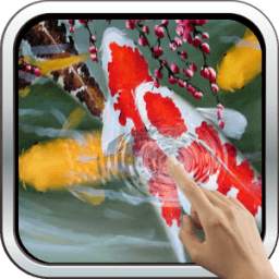 Galaxy Interactive Koi Fish