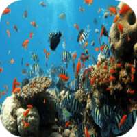 Underwater 3D Live Wallpaper on 9Apps