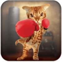 Boxing Cat on 9Apps