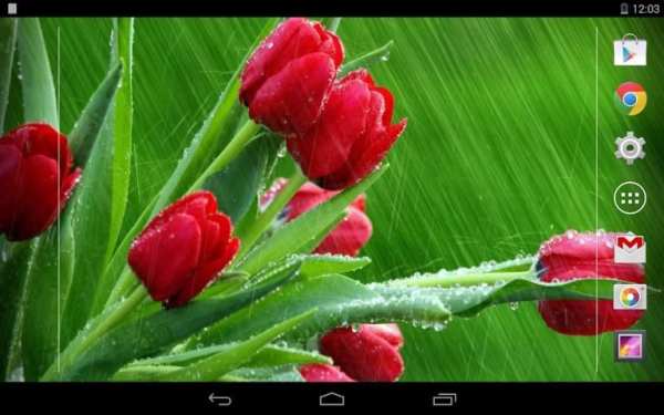 Rain Rose Live Wallpaper screenshot 8