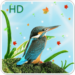 ikon Cute Birds Live Wallpaper