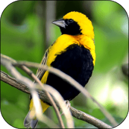 Birds 3D Video Live Wallpaper icon
