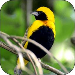 Birds 3D Video Live Wallpaper 2.0