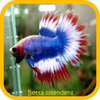 Betta splendens