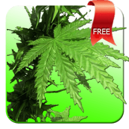 ikon Weed 3D Live Wallpaper