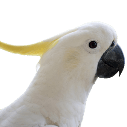 Talking Parrot आइकन