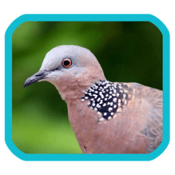 เสียงนกเขาใหญ่ เสียงนกเขาหลวง icon