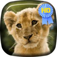 Kitten Lion Cub Live Wallpaper