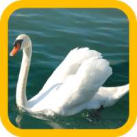 Swan wallpaper on 9Apps