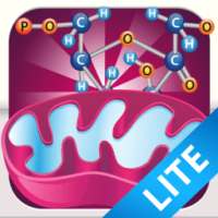 Biology Cellular Respiration L