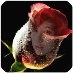 Rose Flower Frames Transparent أيقونة