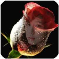 Rose Flower Frames Transparent on 9Apps
