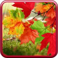 Autumn Live Wallpaper on 9Apps