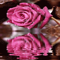 Dewy Pink Reflection LWP иконка