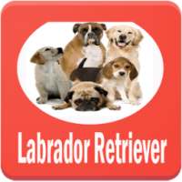 Labrador Retriever Dog