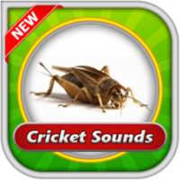 Cricket Sounds