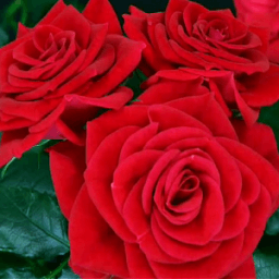 ikon Best rose wallpapers