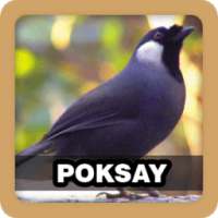 Masteran Kicau Burung Poksay on 9Apps