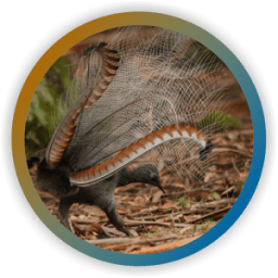Lyrebird Singing icon