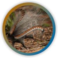 Lyrebird Singing on 9Apps