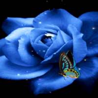Blue Rose Butterfly LWP on 9Apps