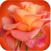 994 Flowers Live Wallpapers icon