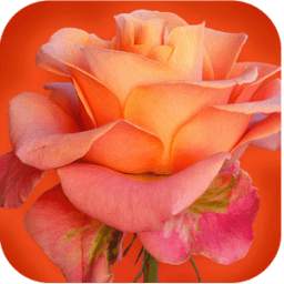 994 Flowers Live Wallpapers 2.2