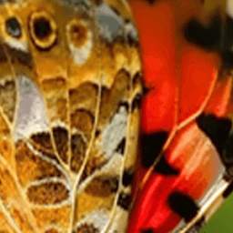 Butterfly Ones 0