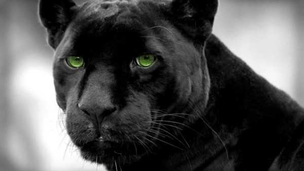 Black Panther Animal wallpaper скриншот 5