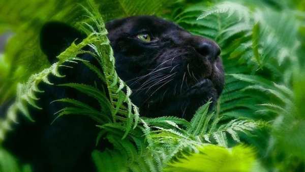 Black Panther Animal wallpaper скриншот 3