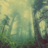 Deep Forest Atom Theme