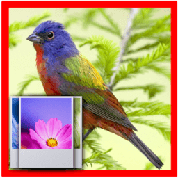 Birds Wallpapers HD иконка