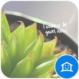 Adorable Aloe 2.0
