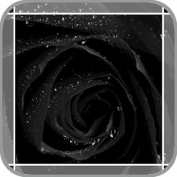 Black Rose icon
