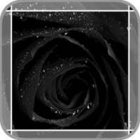 Black Rose
