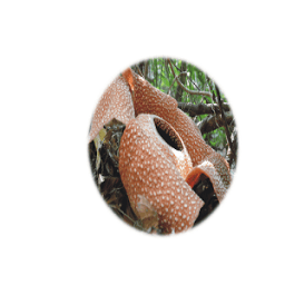 PD Guci Browser icon