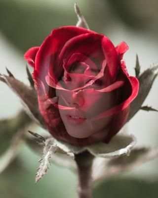 Rose Flower Frames Transparent screenshot 1