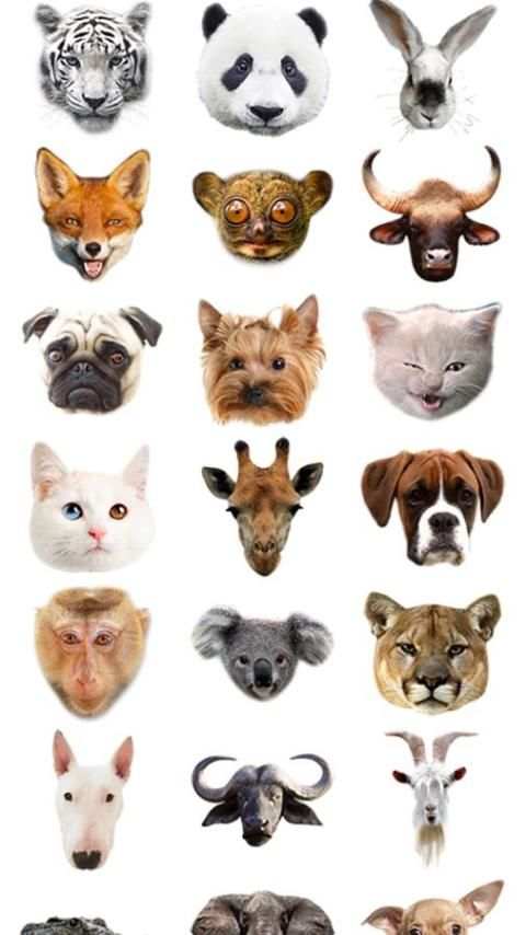 Animal Face 2015 скриншот 3