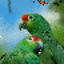 Parrot Love Birds Live Wallpaper icon