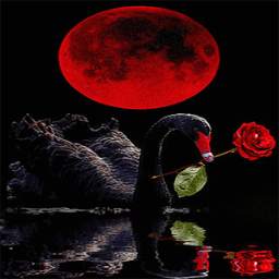 Red Rose Swan LWP