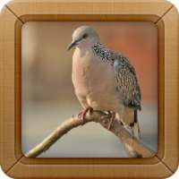 Spotted Dove Bird Sounds on 9Apps